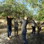 Olive Picking - 2021